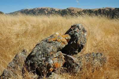 Rock amidst dry grass at brushy peak regional preserve