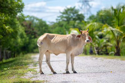 Cow standing on road