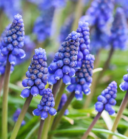 Close-up of purple flowering plants