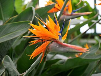 Close-up of strelizia