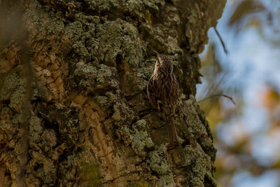 Close-up of tree trunk
