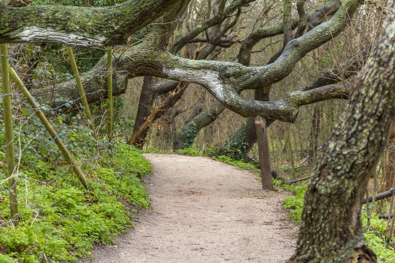 TREES GROWING IN FOREST