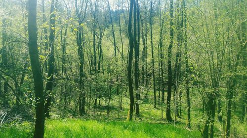 Trees growing in field