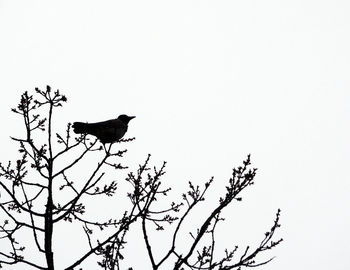 Low angle view of bird perching on tree against sky