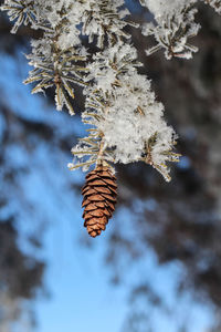 Close-up of pine cone on tree during winter