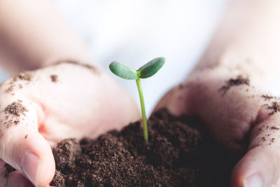 Midsection of man holding seedling