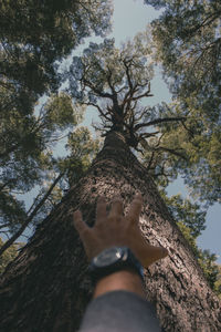 Low angle view of person on tree against sky