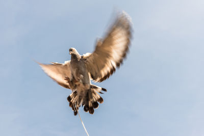 Low angle view of eagle flying in sky