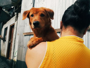 Portrait of dog looking at home