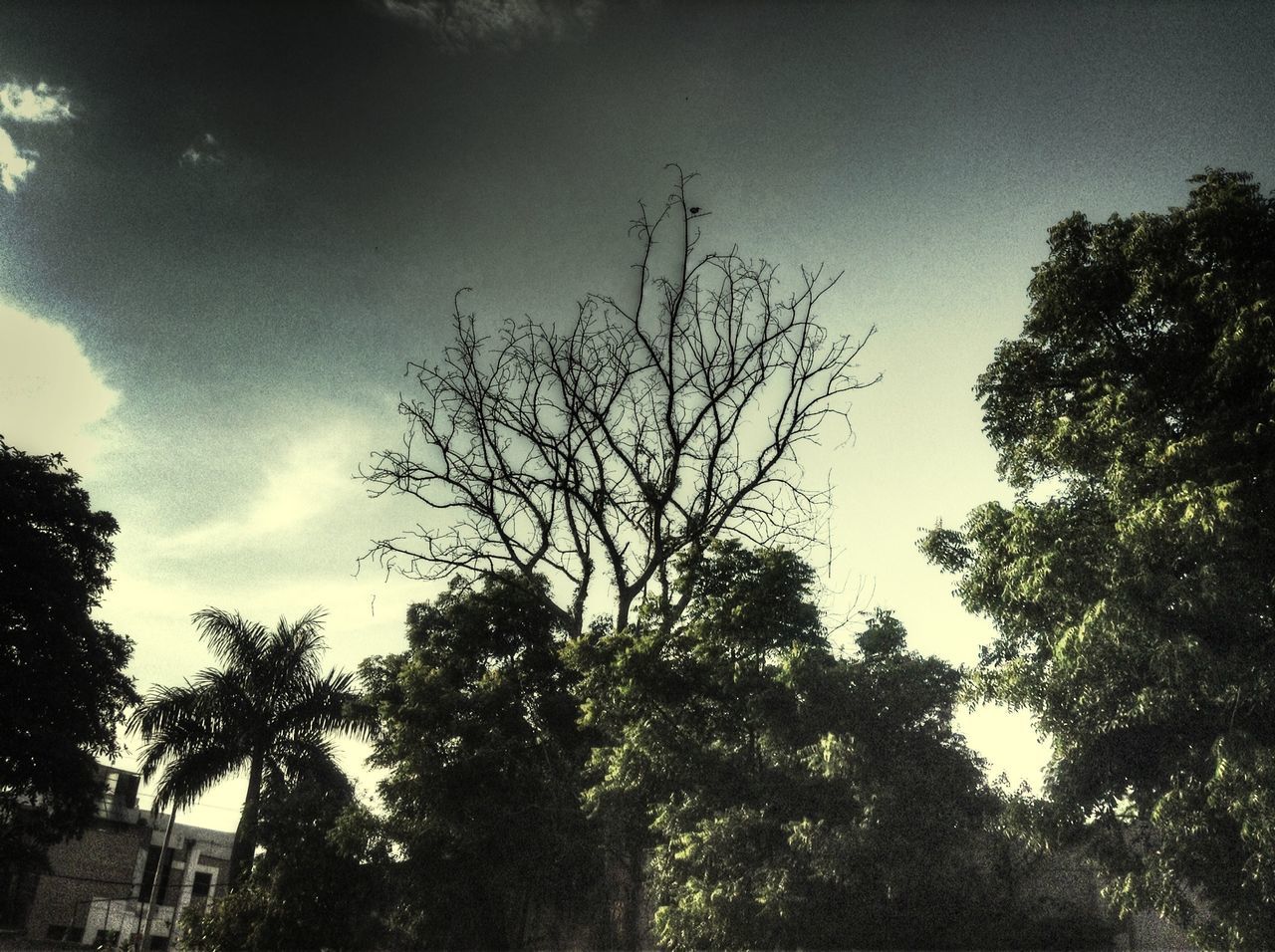 tree, low angle view, sky, branch, growth, bare tree, tranquility, nature, beauty in nature, tree trunk, silhouette, tranquil scene, day, scenics, cloud - sky, outdoors, no people, cloud, blue, high section