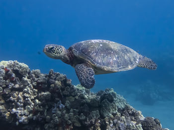 View of turtle swimming in sea