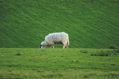 Sheep grazing in a field