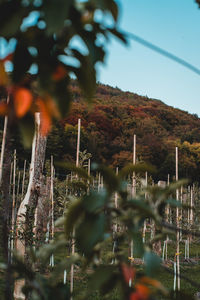 Panoramic shot of trees on landscape against sky