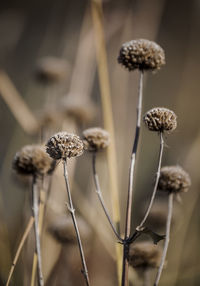 Close-up of wilted plant