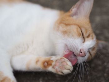 Close-up of cat eating