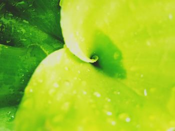 Close-up of wet leaf