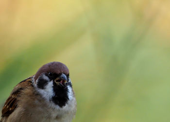 Close-up of bird