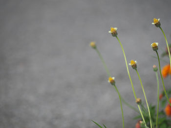 Close-up of plant growing outdoors