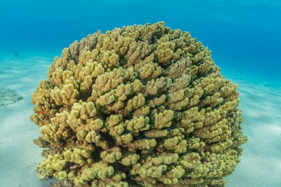 Coral reef and water plants in the red sea, eilat israel