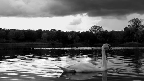 Swan swimming in lake against sky