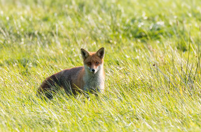 Portrait of fox on grassy field