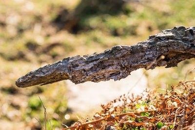 Close-up of fallen tree on field