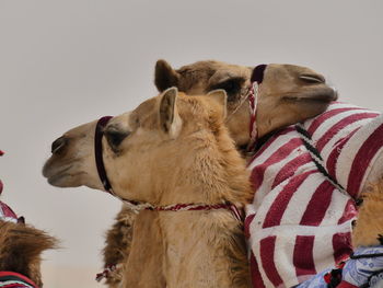View of dog against white background