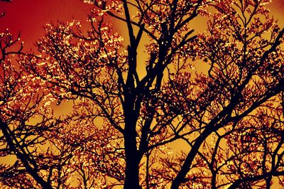 Low angle view of bare trees against sky at sunset