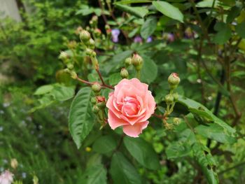 Close-up of pink rose