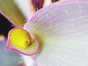 Close-up of pink flower