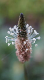 Close-up of purple flowering plant
