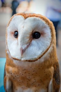 Close-up portrait of white owl