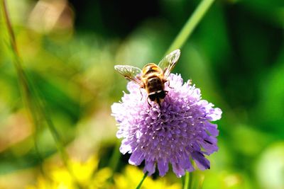 Close-up of bee on flower