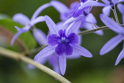 Close-up of purple flowering plant