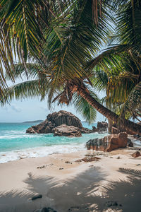 Palm trees on beach against sky