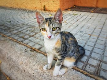 High angle portrait of cat sitting on footpath