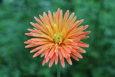 Close-up of red flower