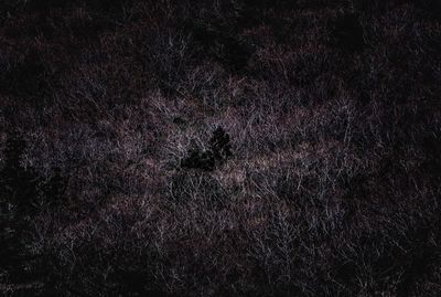 Full frame shot of tree