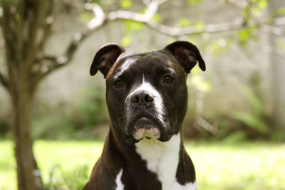 Close-up portrait of aan american bully