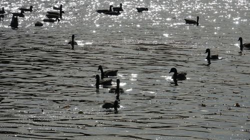 Swans swimming on lake