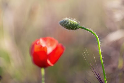 Close-up of red poppy flower buds