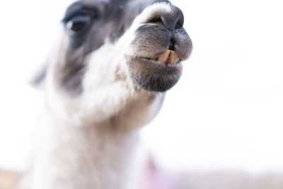 Close-up of an animal looking away