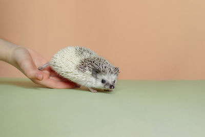 Cute hedgehog. portrait of pretty curious muzzle of animal. favorite pets. atelerix, african 