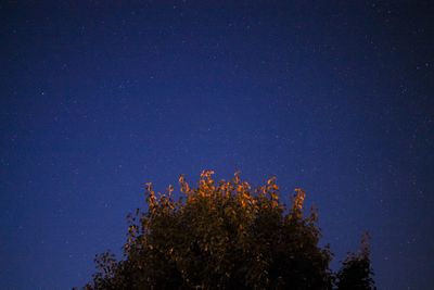 Low angle view of trees against clear sky at night