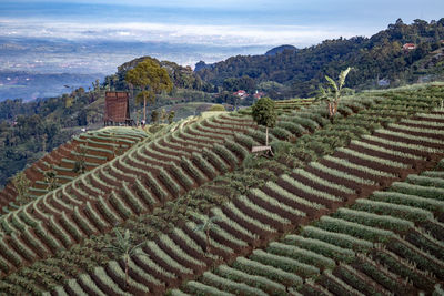 Vegetables garden terracering with a house on a hill and clear sky