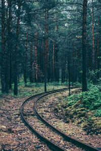 Railroad tracks amidst trees in forest during autumn