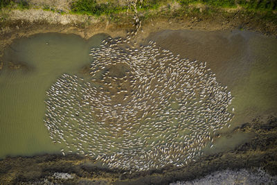 High angle view of jellyfish swimming in sea