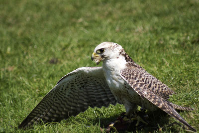 Close-up of owl perching on field