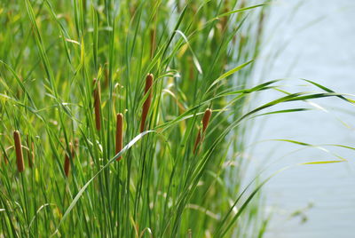 Close-up of crops growing on field