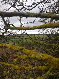 Bare tree on field against sky